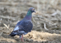 <p>HOLUB DOMÁCÍ (Columba livia f. domestica) /Domestic pigeon - Stadttaube/</p>